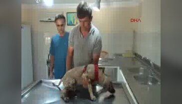 O köpek İngiltere yolcusu