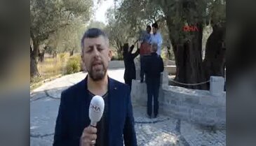 Kırkağaç'taki 1654 yaşındaki anıt zeytin ağacında hasat