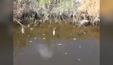 Fethiye'de toplu balık ölümleri