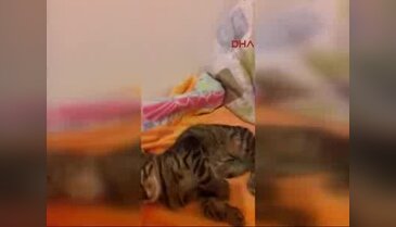 Antalya'da tecavüze uğrayan kedi telef oldu