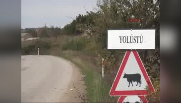 Bulgaristan'dan sınırı geçip Edirne'ye gelen inekler ortada kaldı