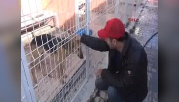 Hayvansever pilot, beslediği köpek için bin kilometre yol katetti