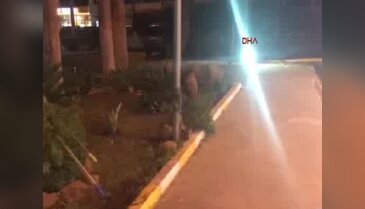 Aç kalan domuz sürüsü şehre indi
