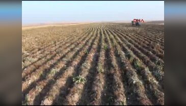 Kars'ta patates sökümü başladı