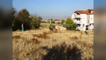 Denizli Büyükşehir Belediyesi 3 eşeğe sahip çıktı