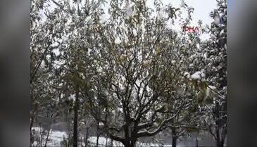 Elmalar kar altında kaldı