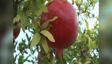 Rusya krizi nar üreticisini de vurdu