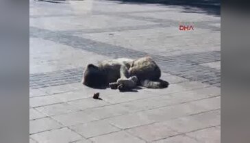 'İnsanlık ölmemiş' dedirten 3'lü