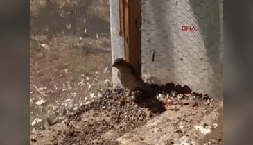 Mersin'de yaralı atmaca bulundu