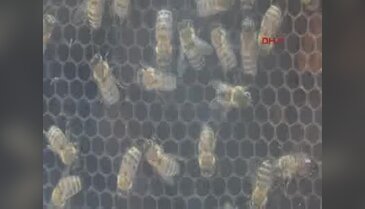 Sokmayan mülayim arılar, EXPO 2016'da