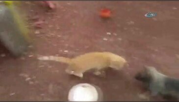 Yavru kedi ile kurt köpeğinin kıskandıran dostluğu