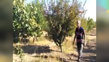 Bayramiç'te armut ağacı ikinci kez meyve verdi