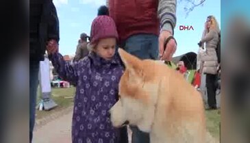 15 ülkeden 600 köpek yarışma için podyumda