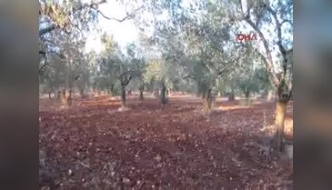 Kuraklık zeytin üreticilerinin belini iyice büktü