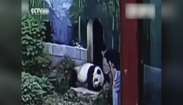 Panda, kafesine izinsiz giren adamı güreşerek kaçırdı