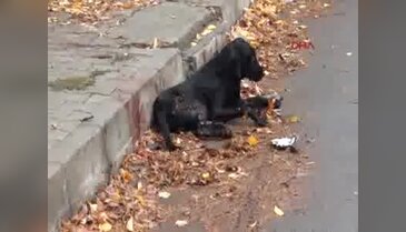 Çocuklara saldıran köpekleri tüfek ile vurdu