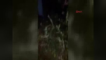 Sapanca Belediyesi'nin hayvanları zehirlediği iddiasına açıklama