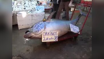 305 kiloluk orkinosa yoğun ilgi