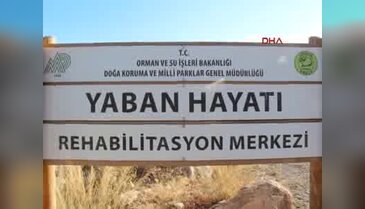 Burdur'da tedavi edilen leylek, şahin ve pelikan doğaya salındı