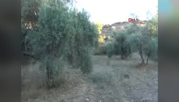 Gazipaşa'da 37 bin ton zeytin rekoltesi bekleniyor