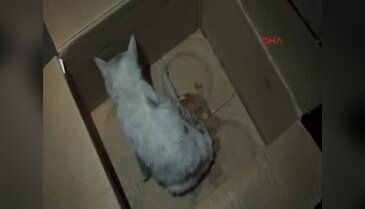 Yaralı kediye üniversite öğrencileri sahip çıktı