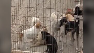 Barınaktaki köpeklere ateş etti