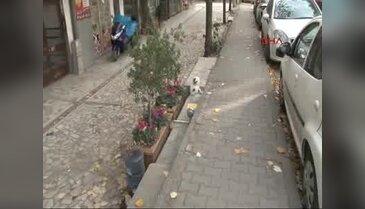 Verdiği pozla fenomen olan Tombili'nin heykeli çalındı
