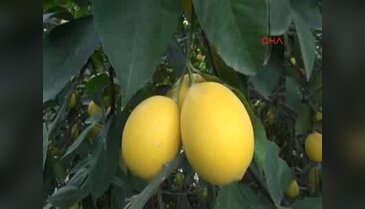 Limon ihracatından 300 milyon dolar gelir elde ediliyor