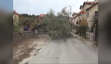 Çanakkale'de lodos iğde ağacını devirdi