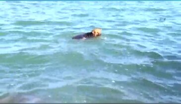 Bu da dalgıç köpek