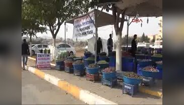 Şanlıurfa'da organik zeytinler tezgahlarda
