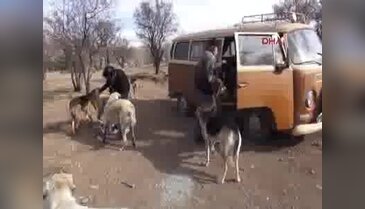 Hayvansever ailenin barınağını 3 kez yıktılar