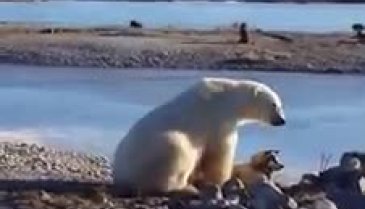 Kutup ayısı ile köpeğin muhteşem dostluğu