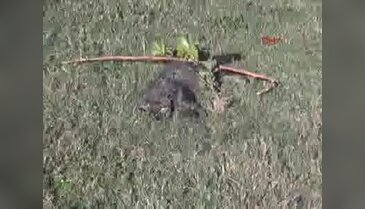 Düdenpark'da öldürülen kedi sayısı 9 oldu