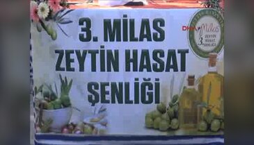Zeytin hasat şenliği başladı