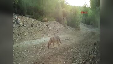 Burdur'da çakalların neşeli oyunu