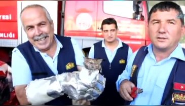Minik kedinin zor anları