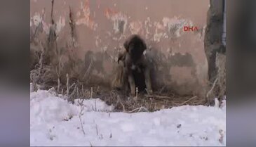 Ardahan Sibirya gibi: - 25.6