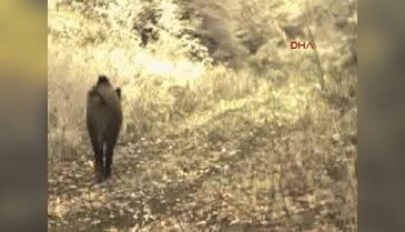 Yedigöller'deki zengin yaban hayatı fotokapanla görüntülendi