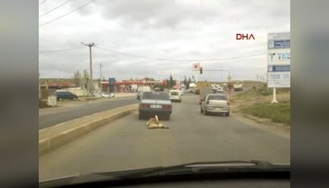 Otomobile bağlanan köpek metrelerce sürüklendi