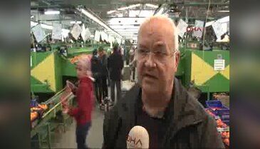 Rekolte yüksek, ancak üretici mutsuz