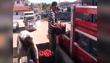 Güz domatesinde tehlike çanları