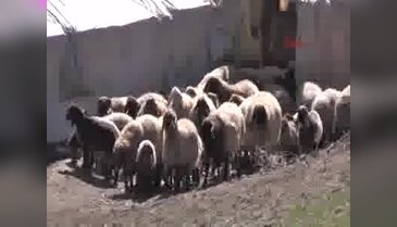 Koyunları ikiz doğuruyor