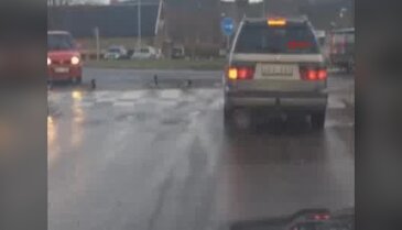 Ördekler bile trafik kurallarına uyuyor