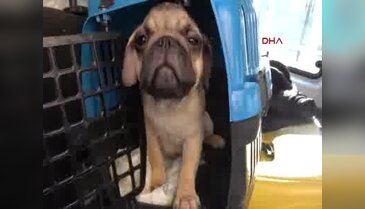 Gümrükten satışa çıkan kedi ve köpekleri HAYTAP aldı