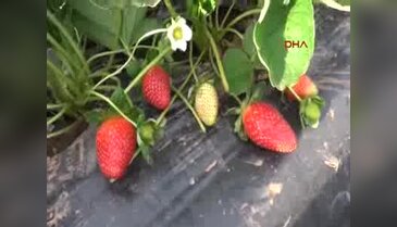 Gazipaşa'da 25 bin ton çilek rekoltesi bekleniyor