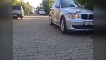 Antalya'da internet fenomeni köpek