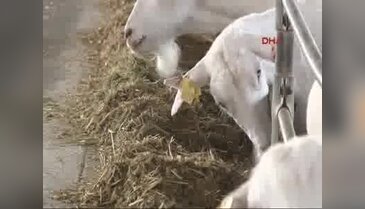 Cüppeyi çıkardı keçi sütü sağdı