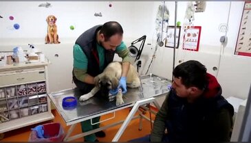 Bursa'da zehirlenen köpeğinin yanından bir an olsun ayrılmadı