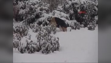 Sivas'ta 296 köy yolu kardan kapandı